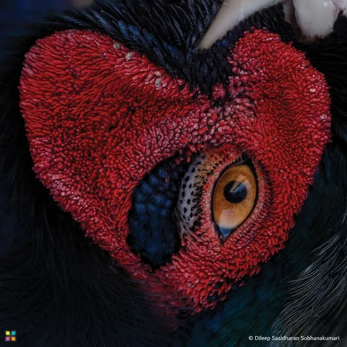 Award-worthy photo close-up of a bird's eye surrounded by vibrant red, textured skin in the shape of a heart.