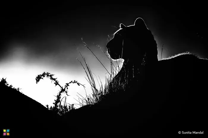 A stunning silhouette of a wild cat at sunset, showcasing award-worthy photos from HIPA.