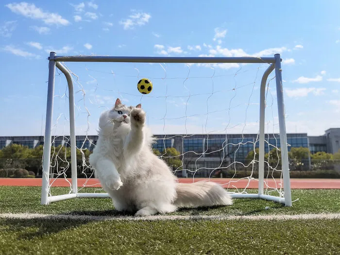 Phone Category - "The Feline Goalkeeper" By He Huapei