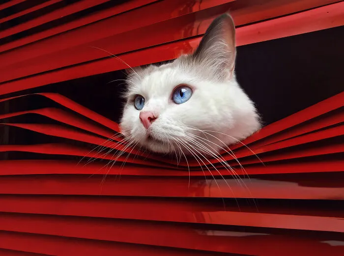 Phone Category - "Peeking Cat" By He Huapei