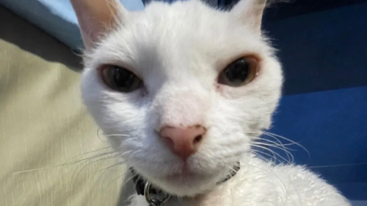 30 Cute Photos Of A Devon Rex Cat That's Capturing Hearts One Post At A Time