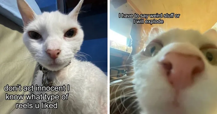 30 Cute Photos Of A Devon Rex Cat That's Capturing Hearts One Post At A Time
