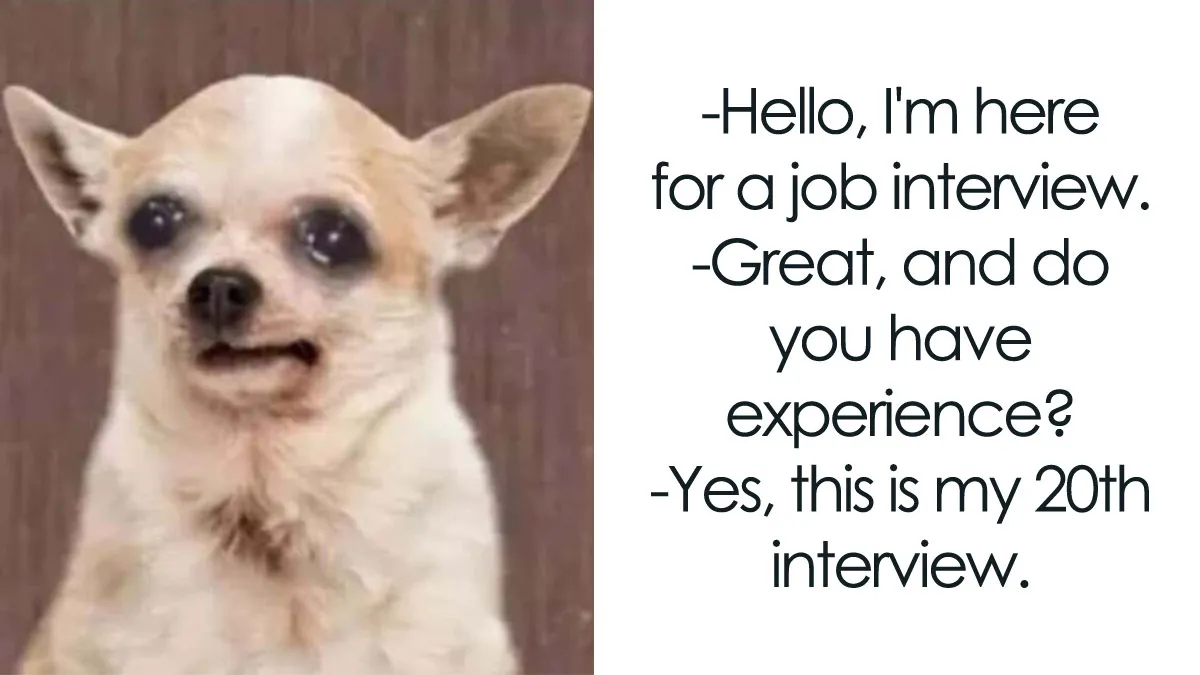 50 Memes From ‘Animal Comedy’ That Perfectly Capture The Funny Side Of Our Furry Friends