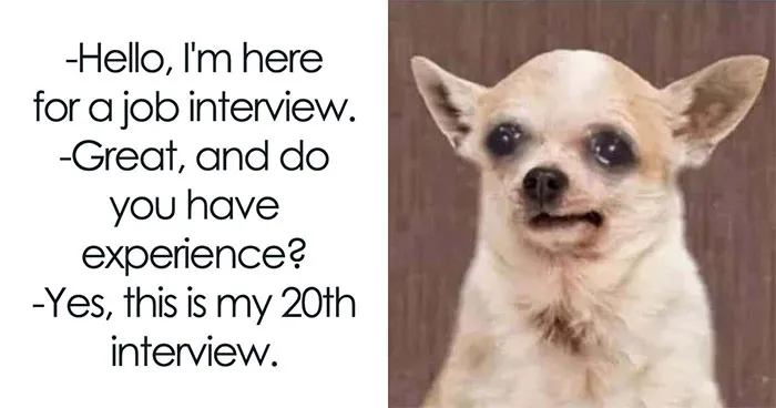 50 Memes From ‘Animal Comedy’ That Perfectly Capture The Funny Side Of Our Furry Friends
