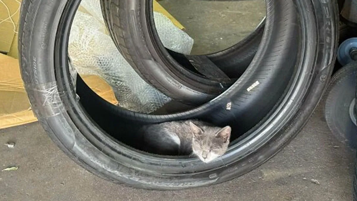 99 Car Mechanics Share The Times They Were Left Shaking Their Heads In Disbelief (New Pics)