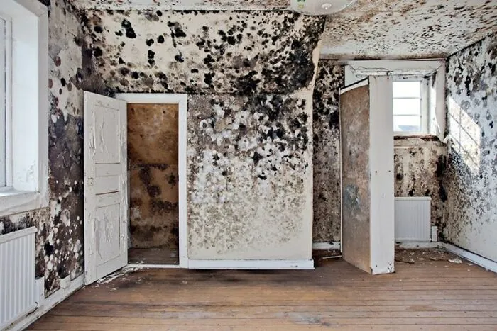 After The Great Plague Of 1665, Came The Less Famous Bubonic Bedroom Blight Of 1704