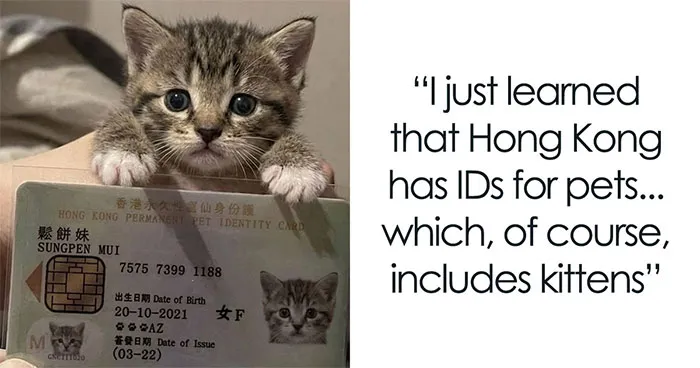 This Community Shared 42 Hilarious Cat Moments That Perfectly Capture Their Weirdness (New Pics)