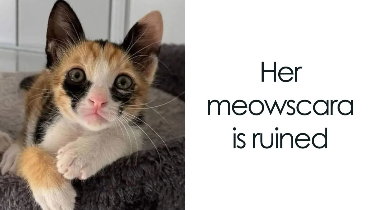 49 Hilarious Memes That Perfectly Capture What It’s Like To Share A Home With Cats