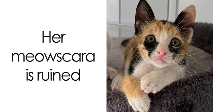 49 Hilarious Memes That Perfectly Capture What It’s Like To Share A Home With Cats