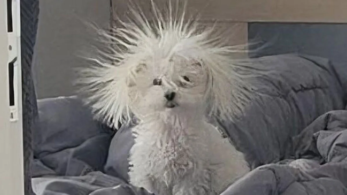 83 Photos Of Silly, Funny And Weird Animals That Might Lift Your Mood