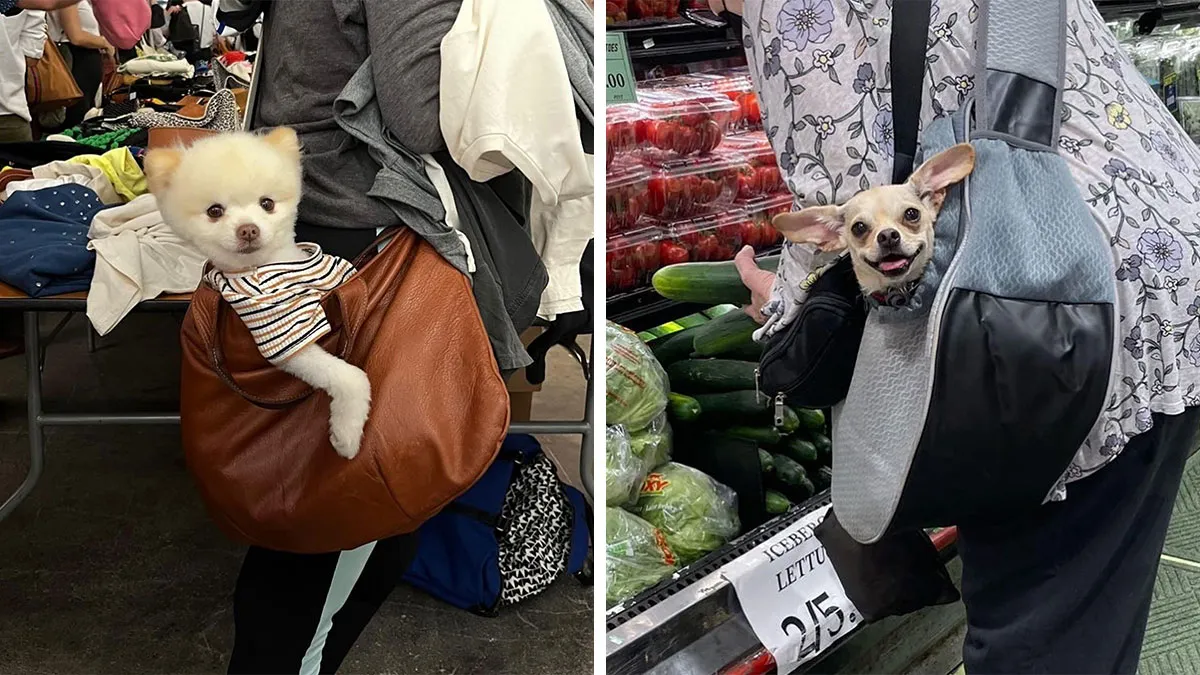 95 New ‘BagDogs’ Photos That Should Make Every Dog Lover Smile