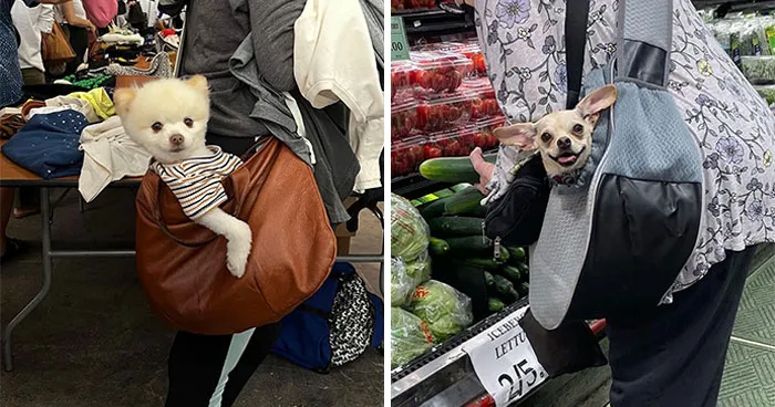 95 New ‘BagDogs’ Photos That Should Make Every Dog Lover Smile