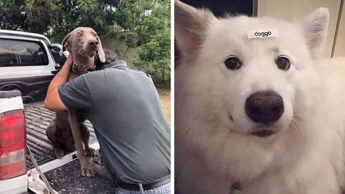 49 Funny Memes Shared By “Dog Memes Galore” That Pet Owners Might Relate To