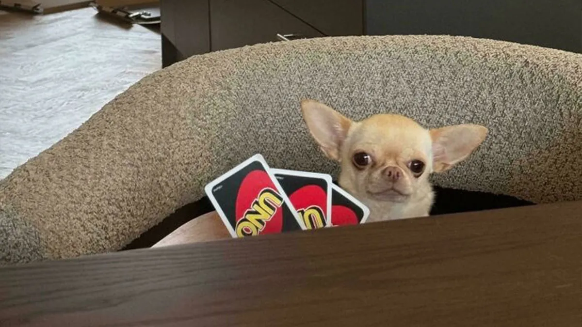 34 Personas que intentaron fotografiar a animales y terminaron con imágenes de pura comedia