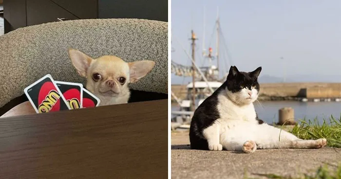 34 Personas que intentaron fotografiar a animales y terminaron con imágenes de pura comedia