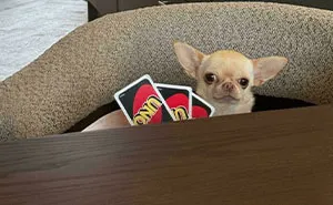 34 Personas que intentaron fotografiar a animales y terminaron con imágenes de pura comedia