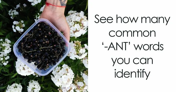 "Think You Have A Great Vocabulary?": Prove It With These 18 Words Ending In ‘-ANT’