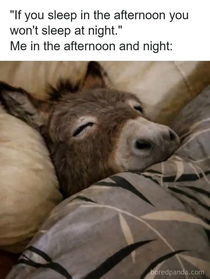 50 Hilarious Memes That You May Find Amusing Because Of How Totally Relatable They Are