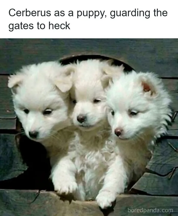 Who's A Good Boy?