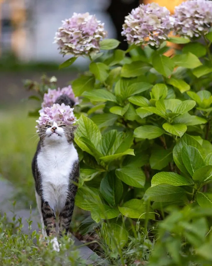 From Playful Fights To Peaceful Naps: 37 New Street Cat Photos By Masayuki Oki