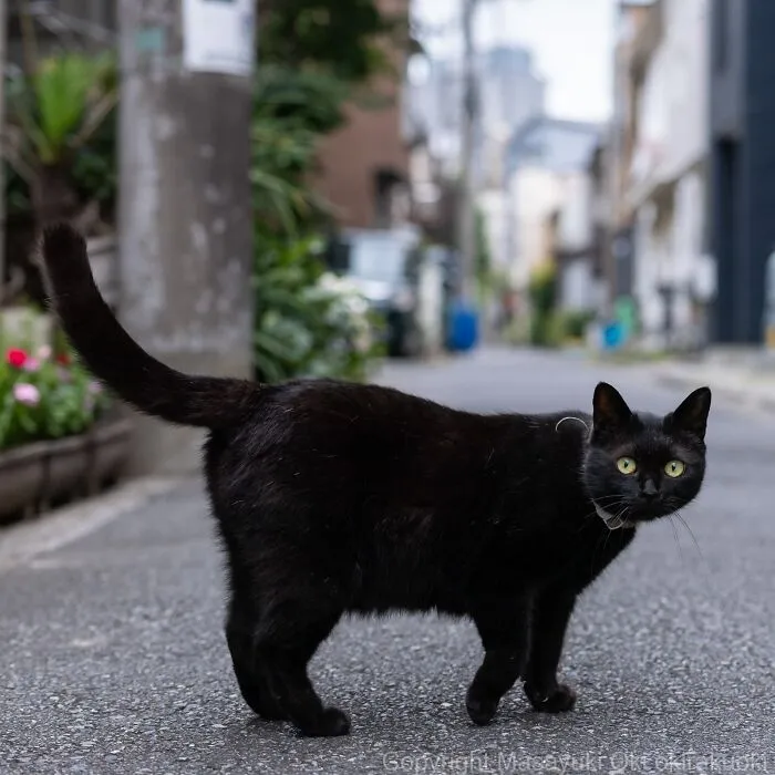 From Playful Fights To Peaceful Naps: 37 New Street Cat Photos By Masayuki Oki