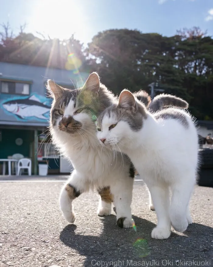 From Playful Fights To Peaceful Naps: 37 New Street Cat Photos By Masayuki Oki