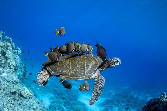 “Turtle Cleaners” By Don Hurzeler