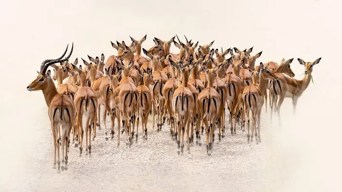 “As One” By Monica L Corcuera