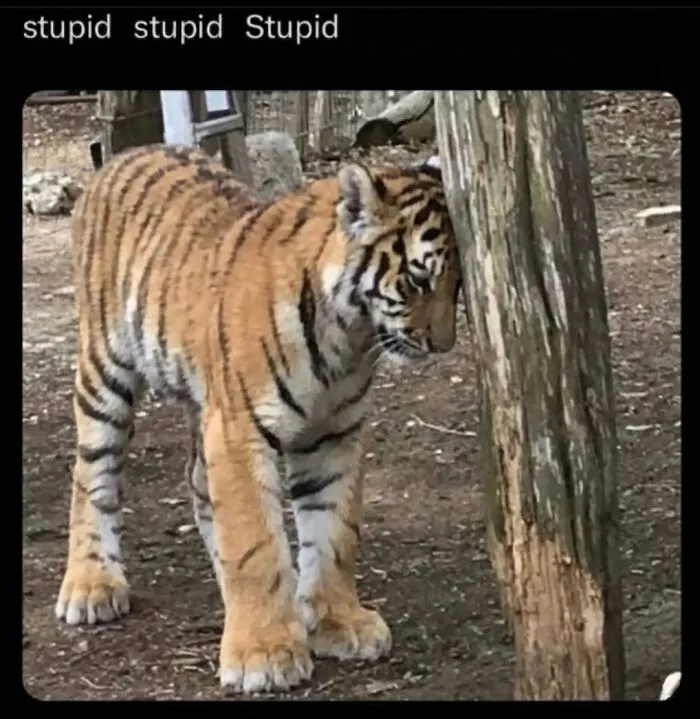 This Community Shared 42 Hilarious Cat Moments That Perfectly Capture Their Weirdness (New Pics)