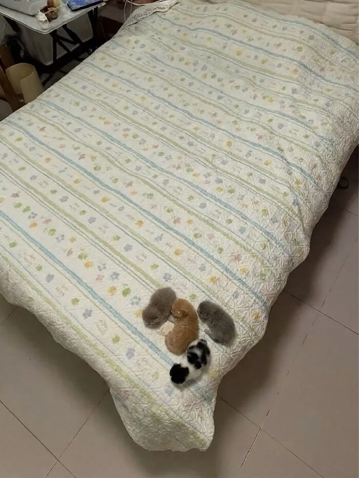 This Community Shared 42 Hilarious Cat Moments That Perfectly Capture Their Weirdness (New Pics)
