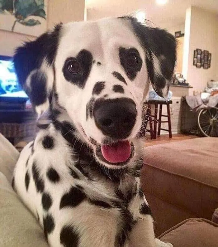 35 Fotos de animales para que tengas una sobredosis de ternura