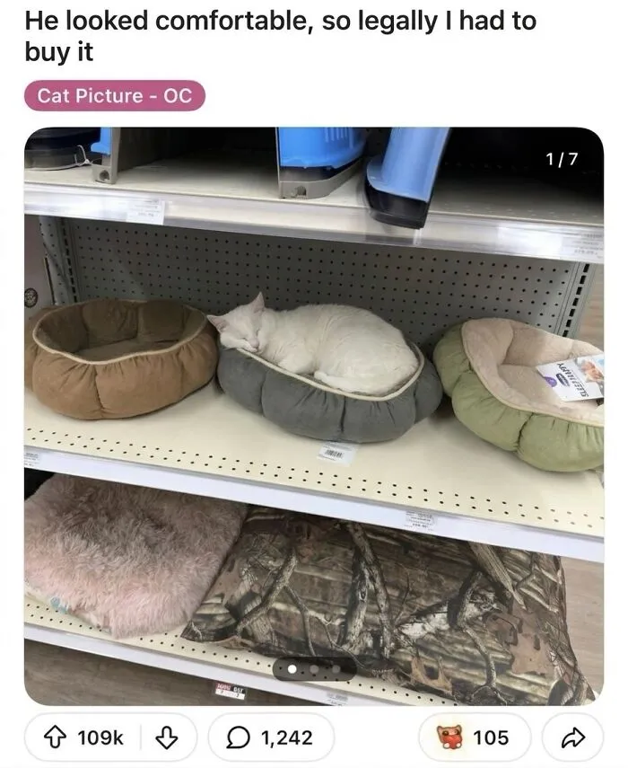 This Community Shared 42 Hilarious Cat Moments That Perfectly Capture Their Weirdness (New Pics)