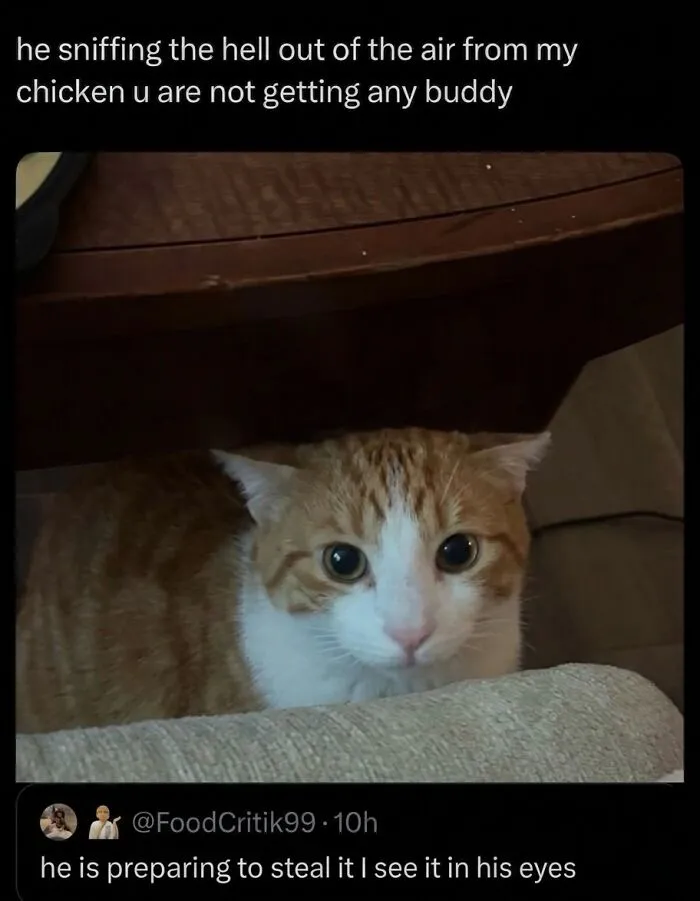 This Community Shared 42 Hilarious Cat Moments That Perfectly Capture Their Weirdness (New Pics)