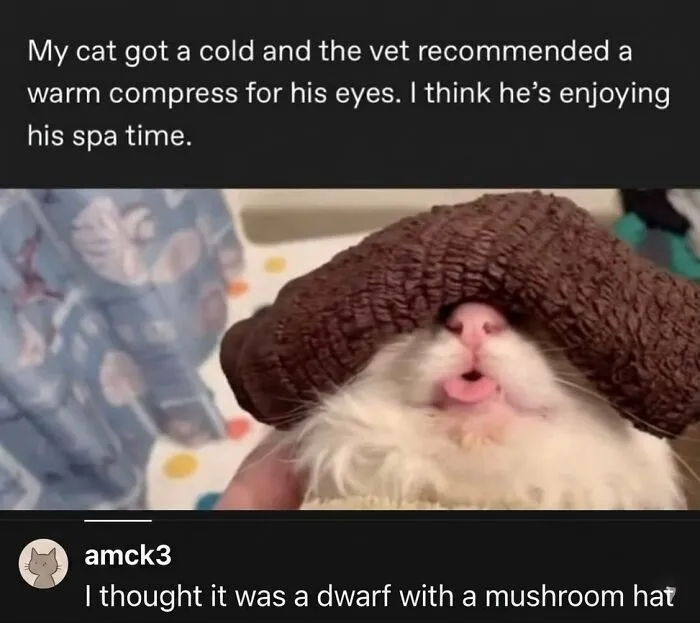 This Community Shared 42 Hilarious Cat Moments That Perfectly Capture Their Weirdness (New Pics)