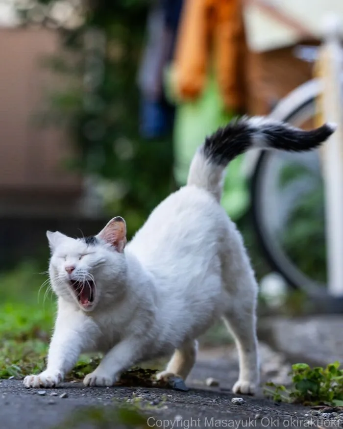 From Playful Fights To Peaceful Naps: 37 New Street Cat Photos By Masayuki Oki