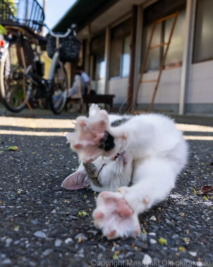From Playful Fights To Peaceful Naps: 37 New Street Cat Photos By Masayuki Oki