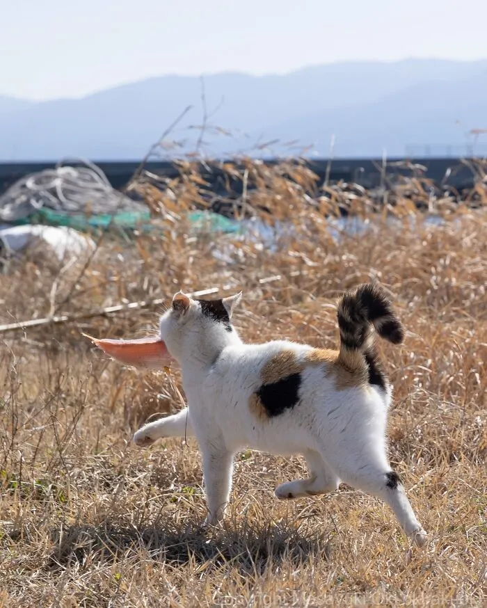 From Playful Fights To Peaceful Naps: 37 New Street Cat Photos By Masayuki Oki