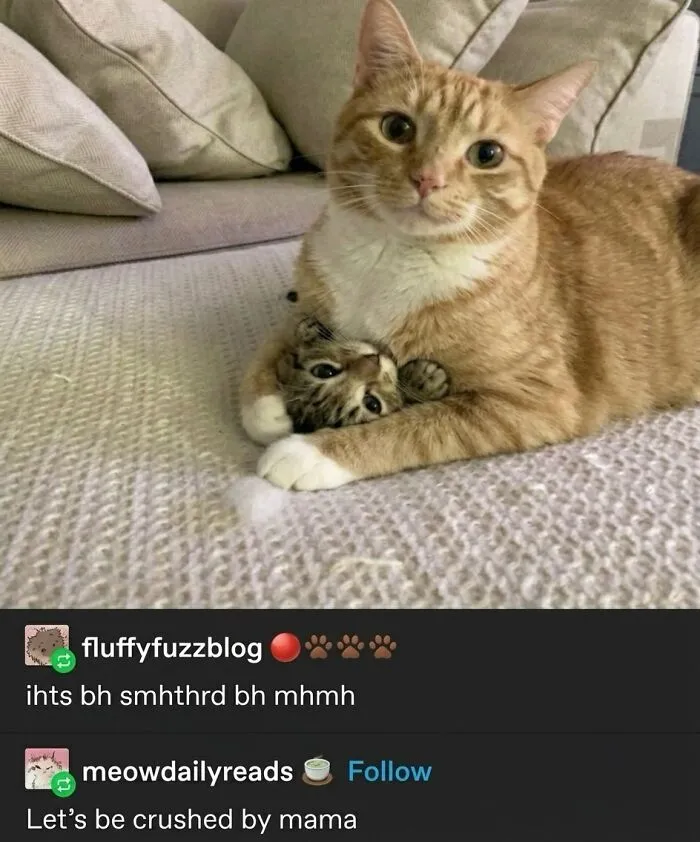 This Community Shared 42 Hilarious Cat Moments That Perfectly Capture Their Weirdness (New Pics)