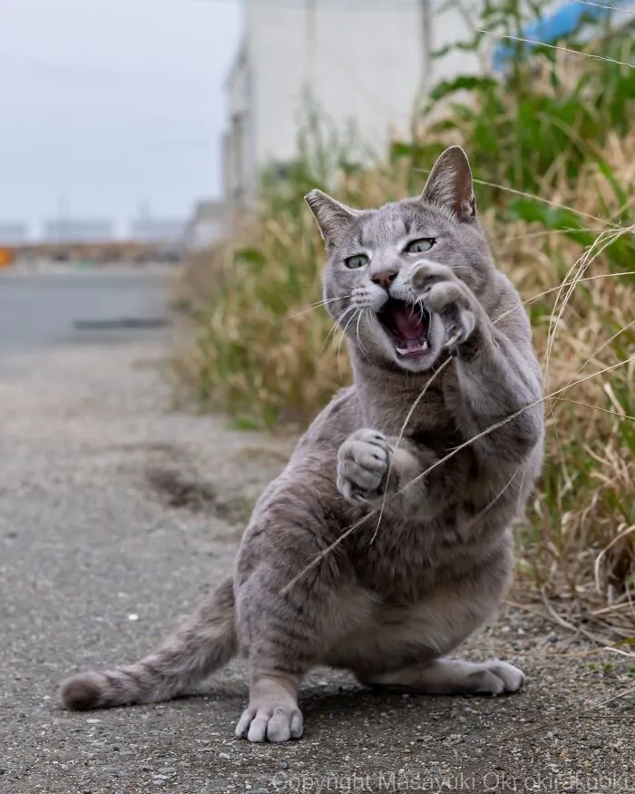 From Playful Fights To Peaceful Naps: 37 New Street Cat Photos By Masayuki Oki