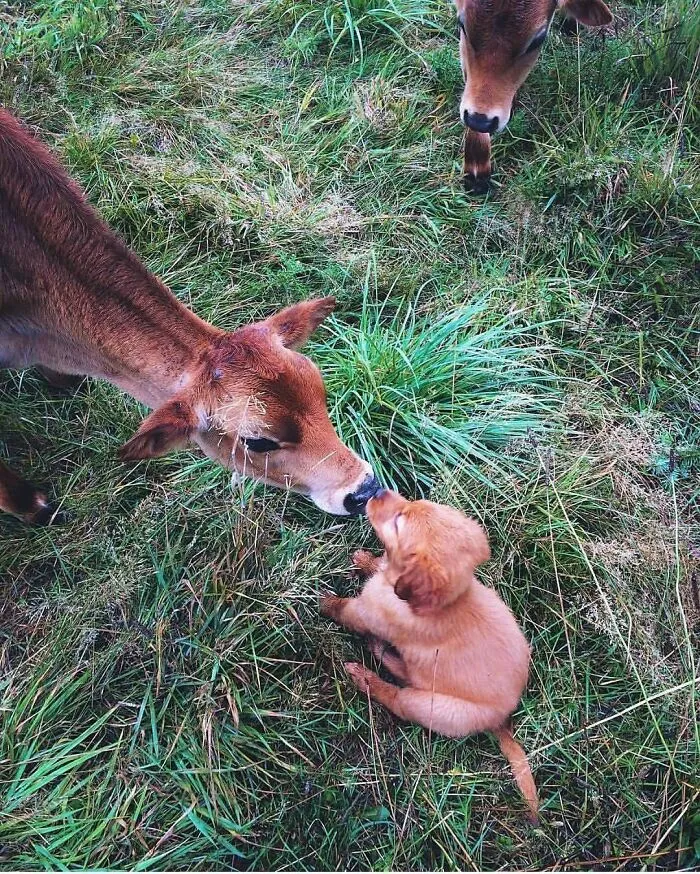 35 Fotos de animales para que tengas una sobredosis de ternura