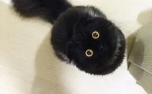 43 Animal Pics Shared By “Cute Emergency” For Your Daily Dose Of Cuteness