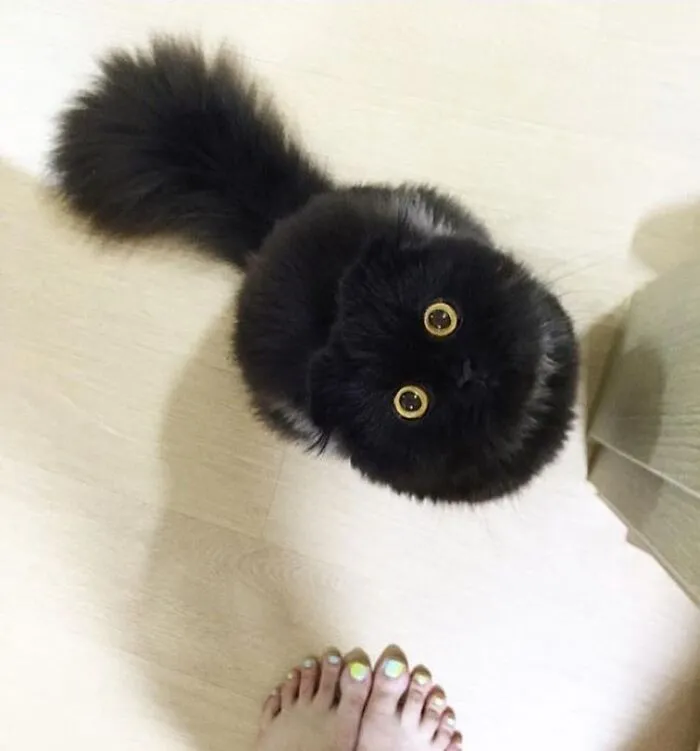 35 Fotos de animales para que tengas una sobredosis de ternura