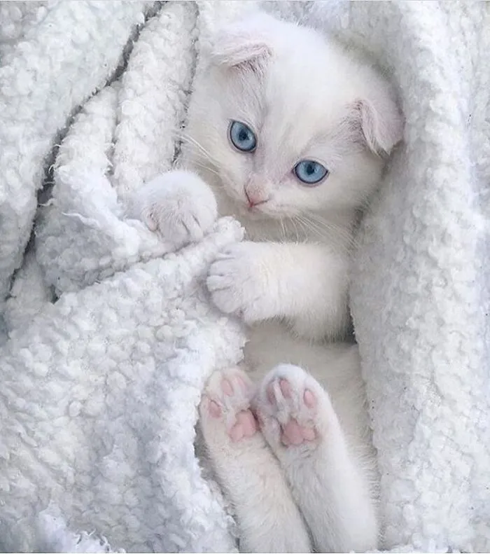 43 Animal Pics Shared By “Cute Emergency” For Your Daily Dose Of Cuteness