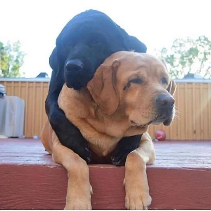 35 Fotos de animales para que tengas una sobredosis de ternura