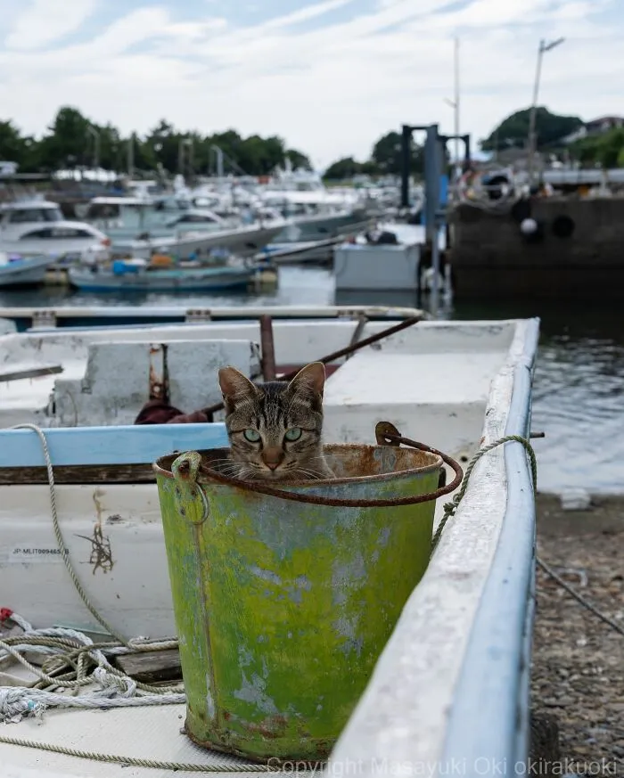 From Playful Fights To Peaceful Naps: 37 New Street Cat Photos By Masayuki Oki