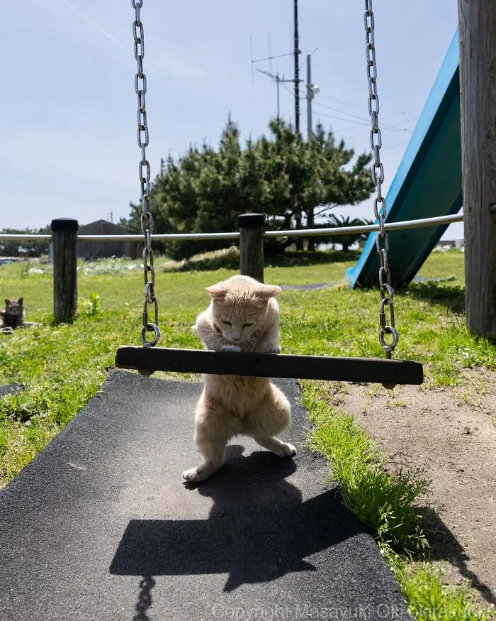 From Playful Fights To Peaceful Naps: 37 New Street Cat Photos By Masayuki Oki
