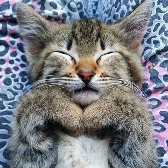 35 Fotos de animales para que tengas una sobredosis de ternura