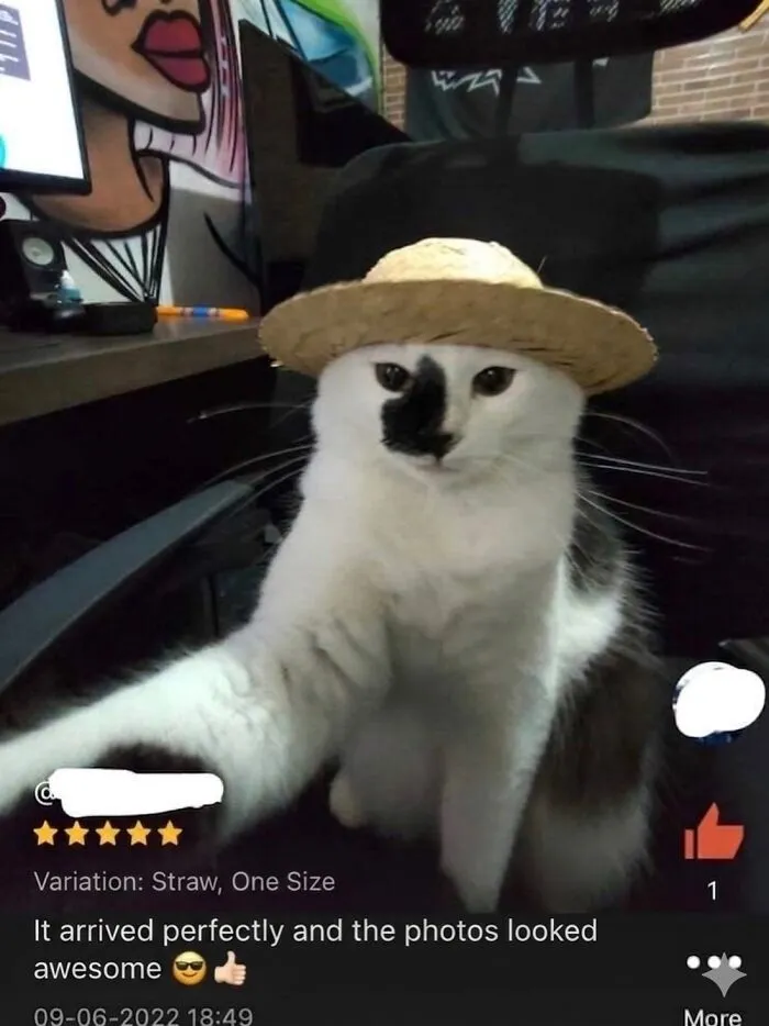 This Community Shared 42 Hilarious Cat Moments That Perfectly Capture Their Weirdness (New Pics)