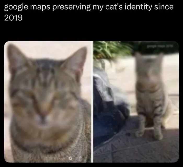 This Community Shared 42 Hilarious Cat Moments That Perfectly Capture Their Weirdness (New Pics)