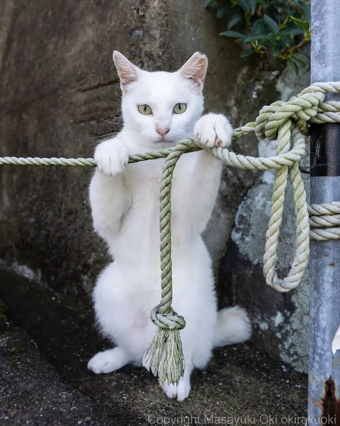 From Playful Fights To Peaceful Naps: 37 New Street Cat Photos By Masayuki Oki